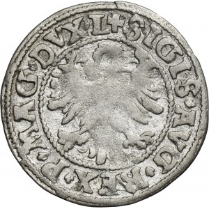 Zygmunt II August, Półgrosz Wilno 1546 - L/LITV - RZADKI