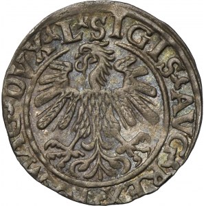 Zygmunt II August, Półgrosz Wilno 1559 - L/LITVA - RZADKI