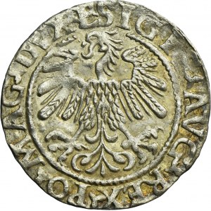 Zygmunt II August, Półgrosz Wilno 1559 - L/LITV - RZADKI