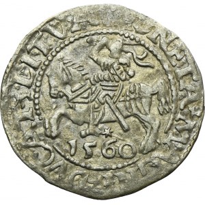 Zygmunt II August, Półgrosz Wilno 1560 - L/LITVA - RZADKI
