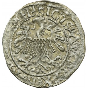 Zygmunt II August, Półgrosz Wilno 1560 - L/LITVA - RZADKI