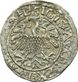 Sigismund II August, 1/2 Groschen Vilnius 1560 - L/LITVA - RARE