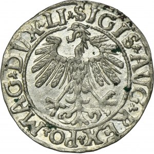 Zygmunt II August, Półgrosz Wilno 1558 - LI/LITV
