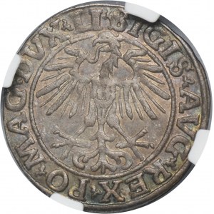 Sigismund II August, 1/2 Groschen Vilnius 1551 - LI/LITVA - NGC MS64