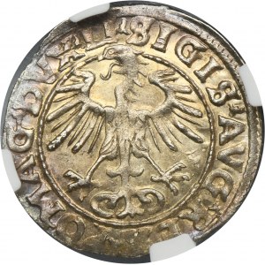Sigismund II August, 1/2 Groschen Vilnius 1555 - LI/LITVA - NGC MS64