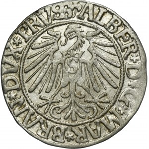 Duchy of Prussia, Albert Hohenzollern, Groschen Königsberg 1545 - PRVSS