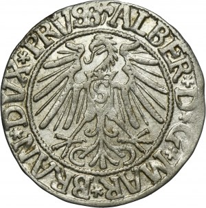 Duchy of Prussia, Albert Hohenzollern, Groschen Königsberg 1545 - PRVSS
