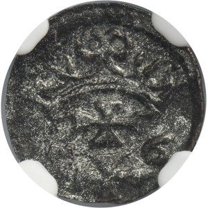 Zygmunt II August, Denar Gdańsk 1556 - NGC AU DETAILS
