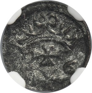 Sigismund II August, Danzig Denarius 1556 - NGC AU DETAILS