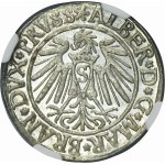Duchy of Prussia, Albrecht Hohenzollern, Groschen Königsberg 1539 - PRVSS - NGC MS64