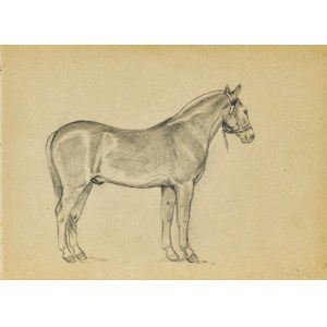 Ludwik MACIĄG (1920-2007), Skizze eines Pferdes von der rechten Seite aus gesehen