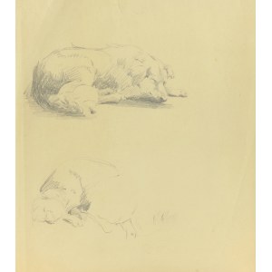Ludwik MACIĄG (1920-2007), Skizzen eines schlafenden Hundes