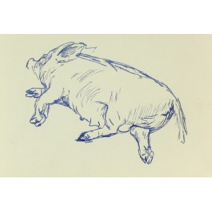 Ludwik MACIĄG (1920-2007), Skizze eines liegenden Schweins