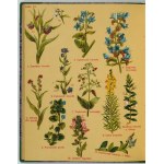 ARCT-GOLCZEWSKA Maria - Atlas domácích rostlin (Botanika na spacer). 208 kreseb rostlin na 20 deskách. Wyd Wyd....