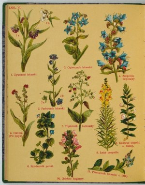 ARCT-GOLCZEWSKA Maria - Atlas roślin krajowych (Botanika na przechadzce). 208 rysunków roślin na 20 tablicach. Wyd....