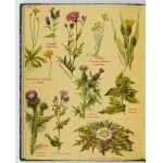 ARCT-GOLCZEWSKA Maria - Atlas of domestic plants (Botany in a walk). 208 drawings of plants on 20 plates. Wyd....