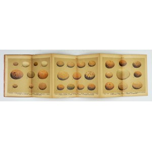 [Pocket ATLASICS]. Bird eggs. 132 color drawings on 12 plates. Warsaw 1925, published by M. Arcta. 16, s. 2,...
