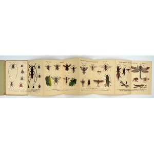 [Pocket ATLASICS]. Insects. 129 color drawings. Warsaw [193-?] M. Arcta Publishers. 16, plates 12....