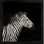 Miguel Macaya, ZEBRA