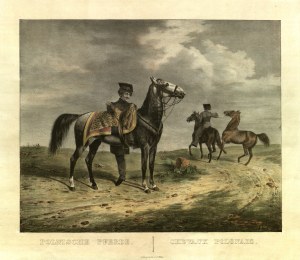 [POLISH HORSE BREEDING]. Polish horse. Drawn by Kuntz (1831), lit. by J. Velten, taken from: Abbildungen saemmtlicher Pferde-Racen.... Stuttgart 1832. lith. color.