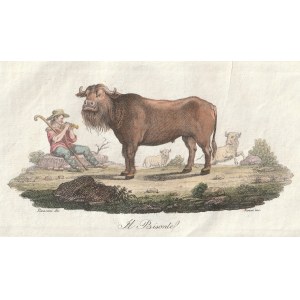 POLEN. Büffel; Zeichnung von Pieraccini, rit. A. Verico, entnommen aus: B. Zaydler, Storia della ...