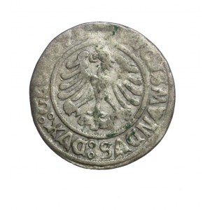 ZYGMUNT Jagiellonischer (1498-1506) Głogów Pfennig 1506, selten!