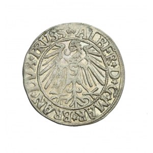 PRUSKIE KSIĘSTWO LENNE, Albrecht Hohenzollern, grosz 1546 R1