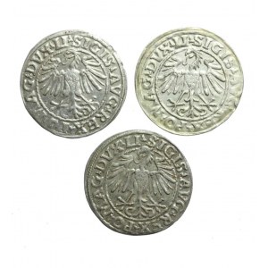 ZYGMUNT II AUGUST (1544-1572) Litauischer Halbpfennig Satz von 3 Münzen