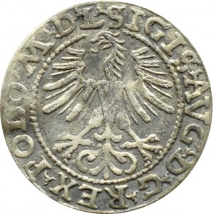 Zygmunt II August, półgrosz 1564, LITV/L, Wilno