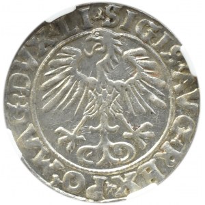 Zygmunt II August, półgrosz 1556, Wilno, LITVA/LI, NGC MS64