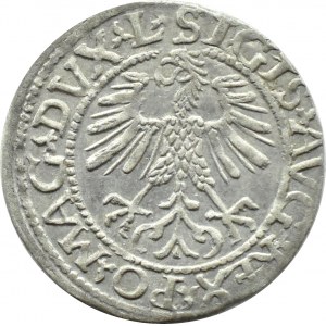 Zygmunt II August, półgrosz 1561, Wilno, LITV/L