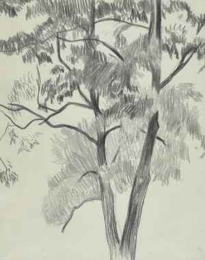 Stanislaw KAMOCKI (1875-1944), Study of a tree, ca. 1905
