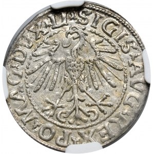 Zygmunt II August, półgrosz 1548, Wilno, LI/LITVA