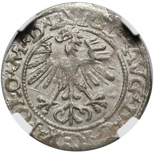 Zygmunt II August, półgrosz 1564, Wilno, L/LITV