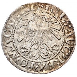 Zygmunt II August, Półgrosz 1559, Wilno - L/LITV