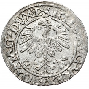 Zygmunt II August, Półgrosz 1560, Wilno - L/LITV
