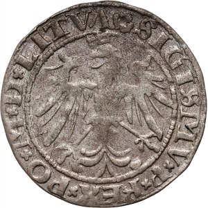 Sigismund I the Old, Lithuanian penny 1536 A, Vilnius, letter A under the Pogonia