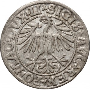 Sigismund II. Augustus, halber Pfennig 1549, Vilnius