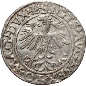 Sigismund II. Augustus, halber Pfennig 1560, Vilnius