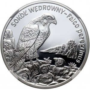 III RP, 20 złotych 2008, Sokół wędrowny