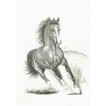 Karrar Español, Koń/ Horse