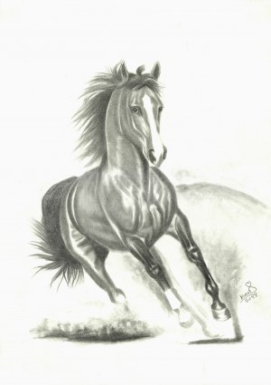Karrar Español, Koń/ Horse