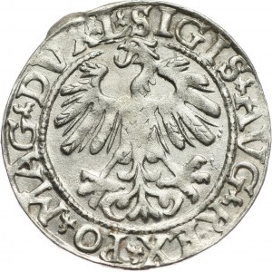 Zygmunt II August, półgrosz 1558, Wilno
