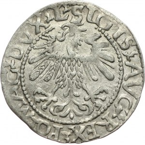 Zygmunt II August, półgrosz 1560, Wilno