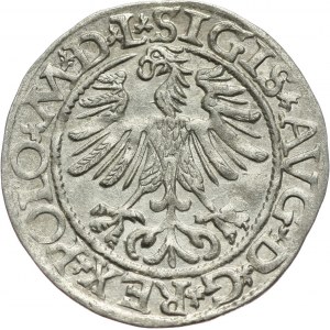 Zygmunt II August, półgrosz 1565, Wilno
