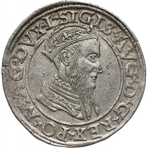 Zygmunt II August, czworak 1566, Wilno
