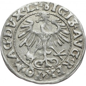 Zygmunt II August, półgrosz 1553, Wilno