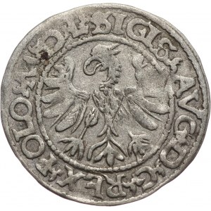 Zygmunt II August, półgrosz 1566, Tykocin