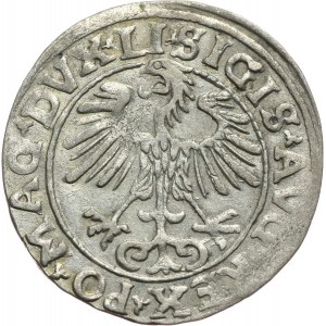 Zygmunt II August, półgrosz 1555, Wilno