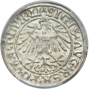 Zygmunt II August, półgrosz 1549, Wilno
